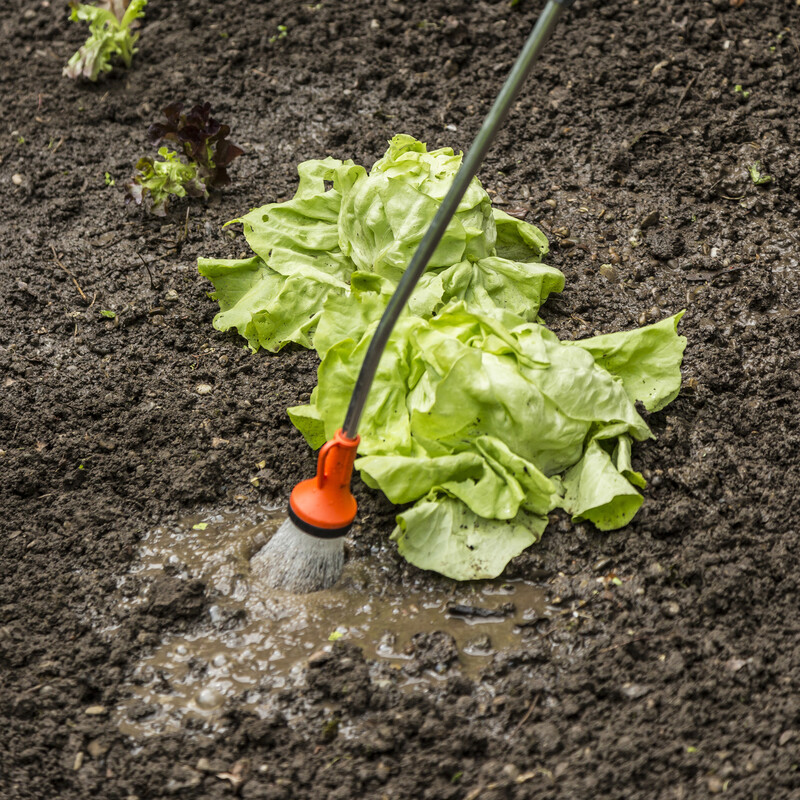 Salat Anbauen Worauf Du Achten Musst Richtiggut De