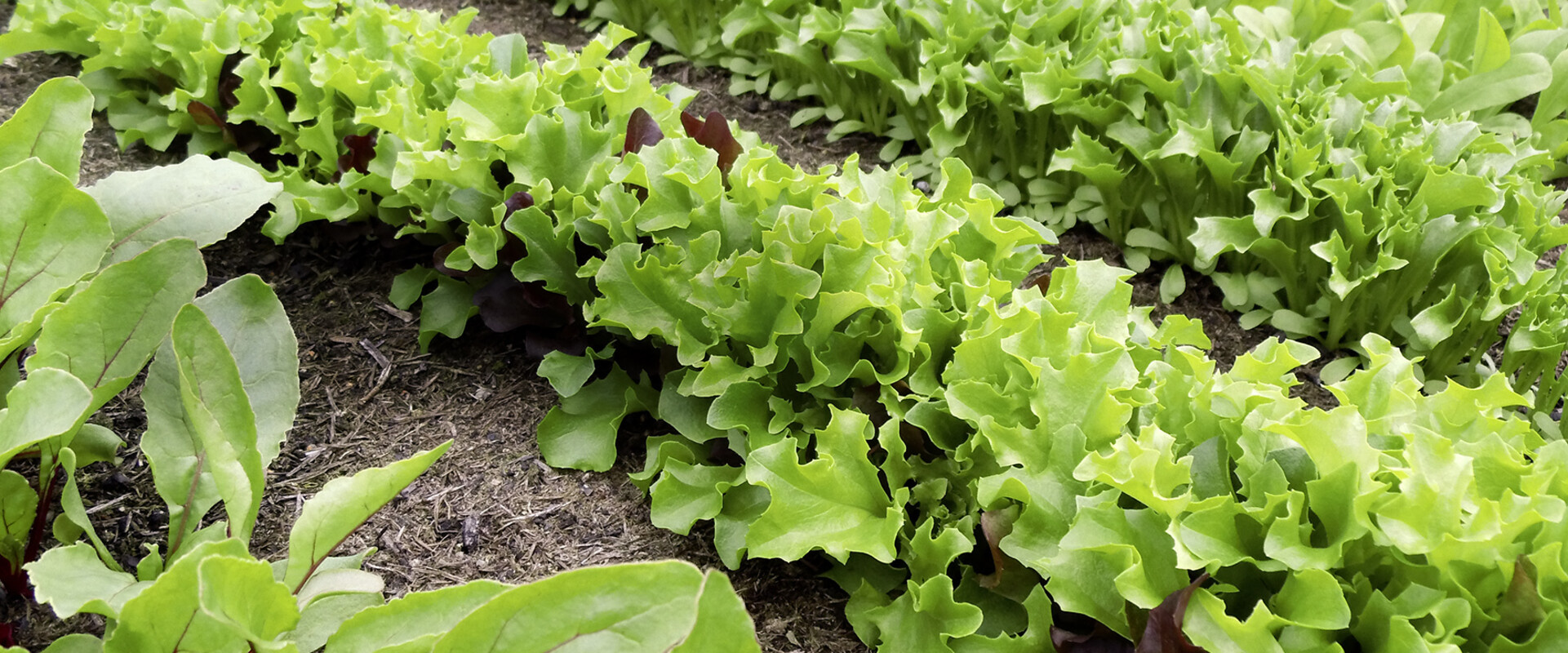 Salat Anbauen Worauf Du Achten Musst Richtiggut De