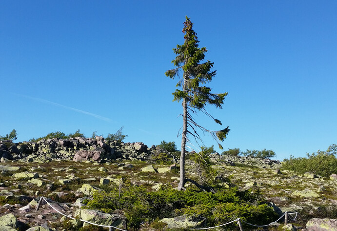 Der aelteste Baum der Welt in Schweden