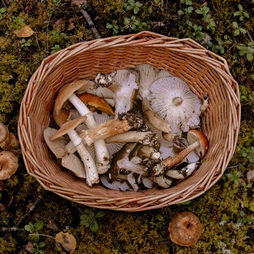 Verschiedene Pilze liegen in einem Korb