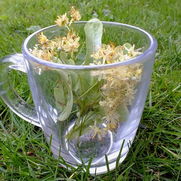 Lindenblueten im Teeglas auf der Wiese