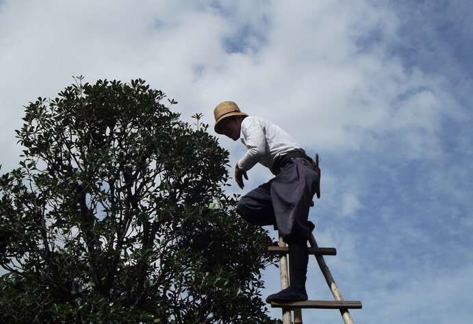 Mann steht mit Leiter an einem Baum