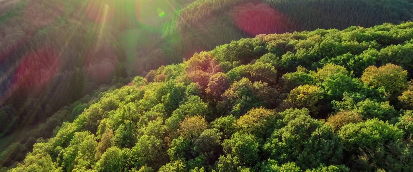 Luftaufnahme von einem deutschen Wald