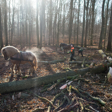 Rückepferde transportieren Holz im Wald ab