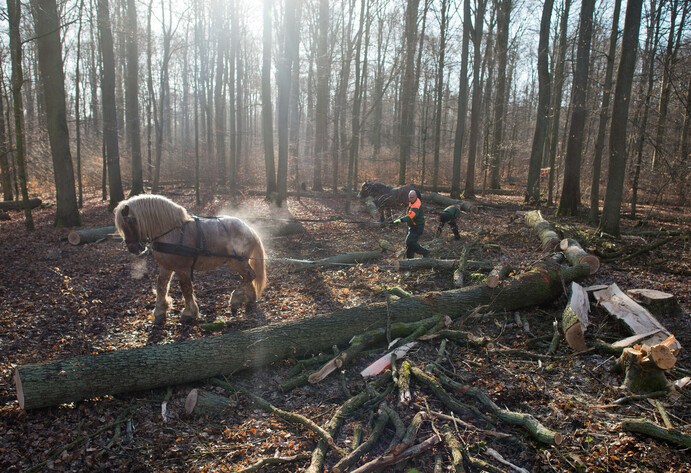 Rückepferde transportieren Holz im Wald ab