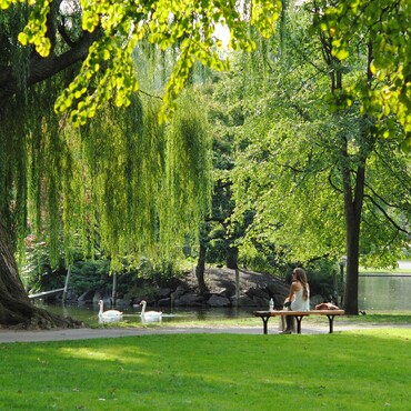 Bäume stehen neben See in Park