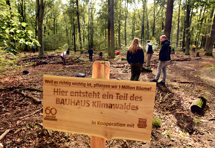 Waldpfläche vom Baumpflanztag