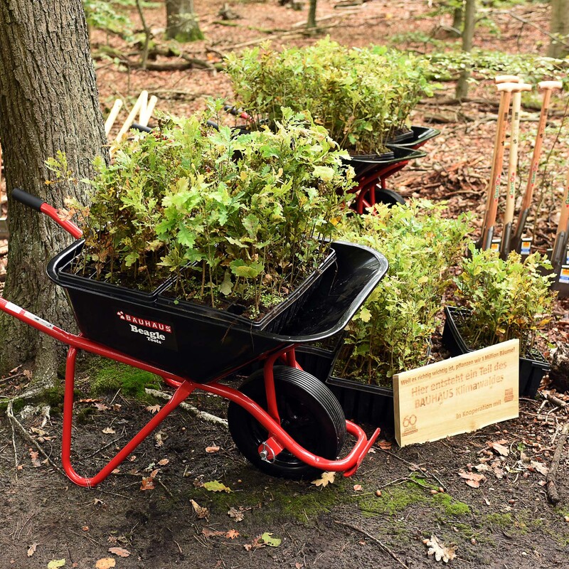 Kleine Bäume stehen in BAUHAUS Schubkarre neben einem Baum