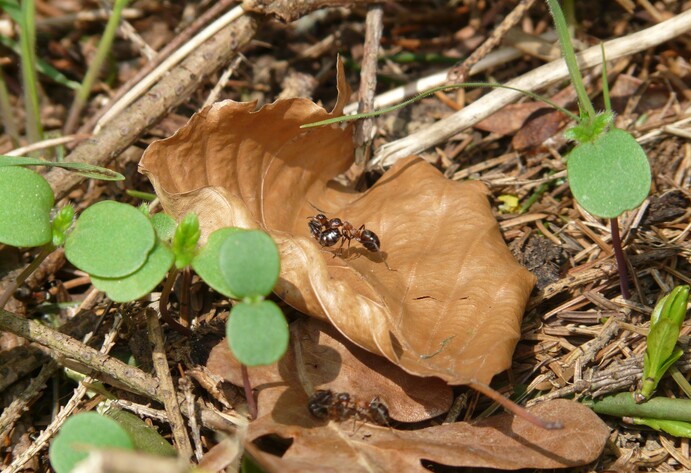 Ameisen auf einem Blatt