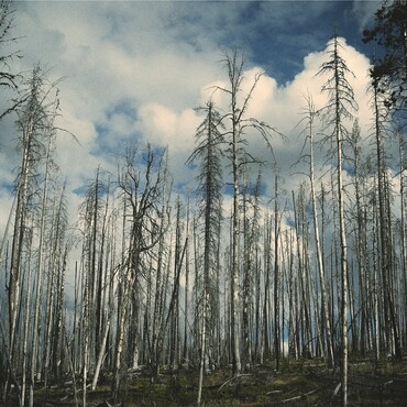 Abgestrobene Bäume im Harz