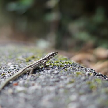 Kleiner Salamanda sitzt auf Baumstamm