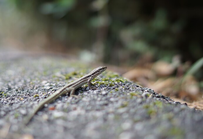 Kleiner Salamanda sitzt auf Baumstamm