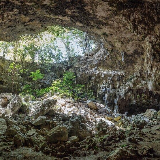 Höhle im Wald