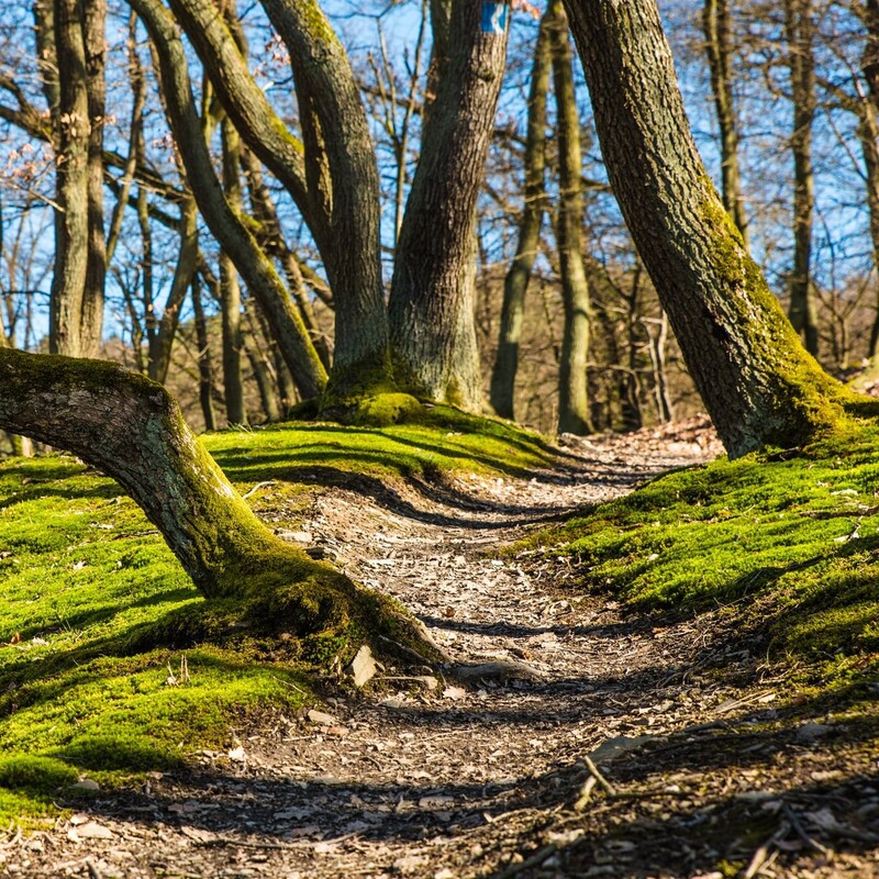 Trampelpfad im Wald
