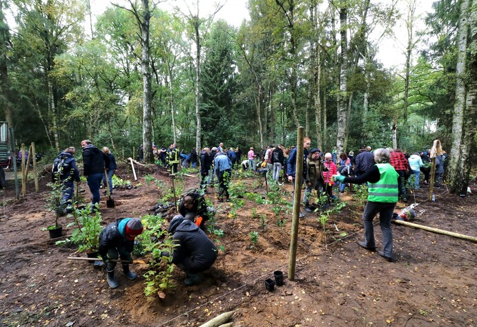 Viele Menschen sind im Wald und helfen beim Baumpflanzen