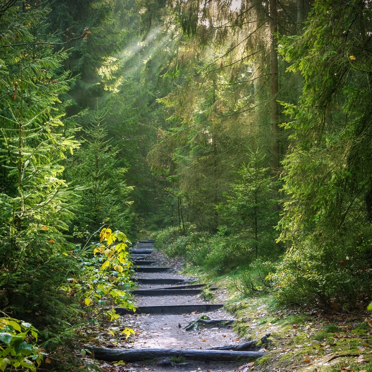 Pfad im Wald