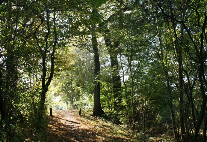 Pfad im Mischwald