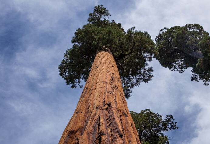 Der hoechste Baum der Welt