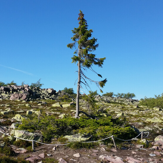 Der aelteste Baum der Welt in Schweden