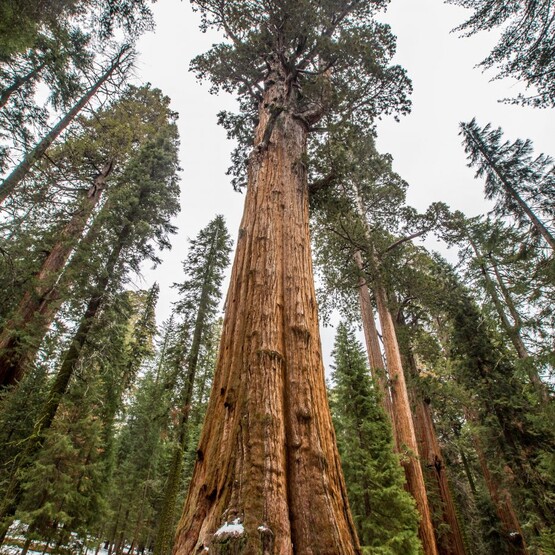 General Sherman Tree