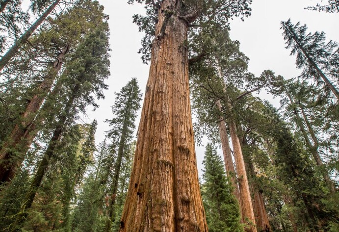 General Sherman Tree