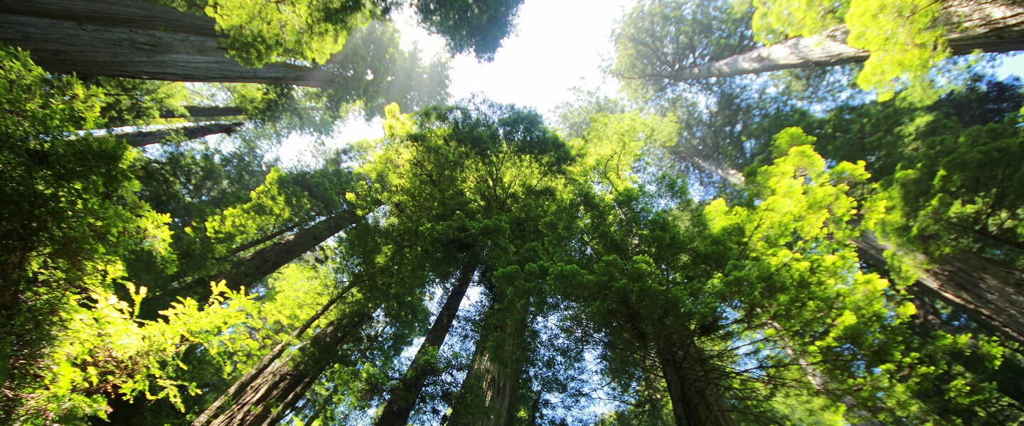 Blick von unten in die Baumkrone eines Sequoia Baums