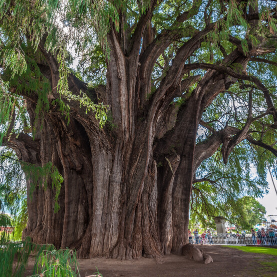 Der schwerste Baum der Welt