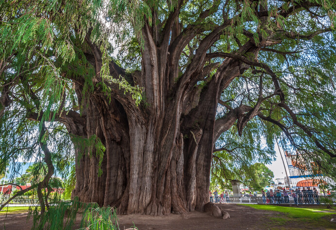 Der schwerste Baum der Welt