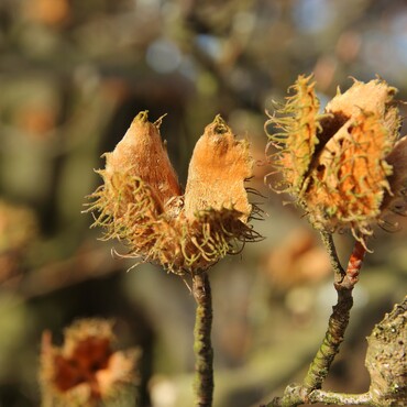 Die leicht geöffneten Bucheckern der Rotbuche