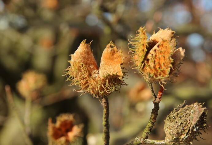 Die leicht geöffneten Bucheckern der Rotbuche