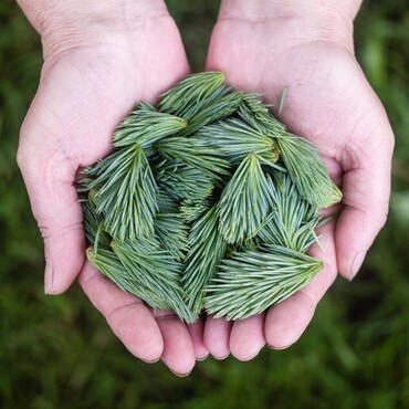 Fichtennadeln in der Hand