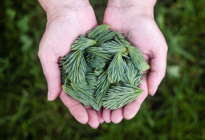 Fichtennadeln in der Hand