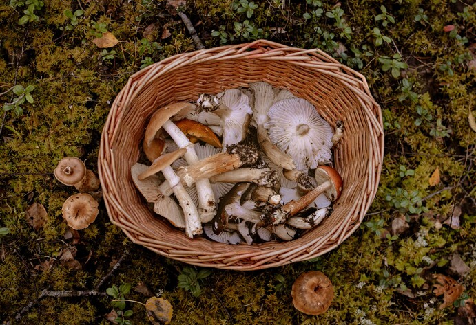 Verschiedene Pilze liegen in einem Korb