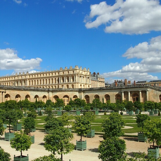 Robinie in Versailles