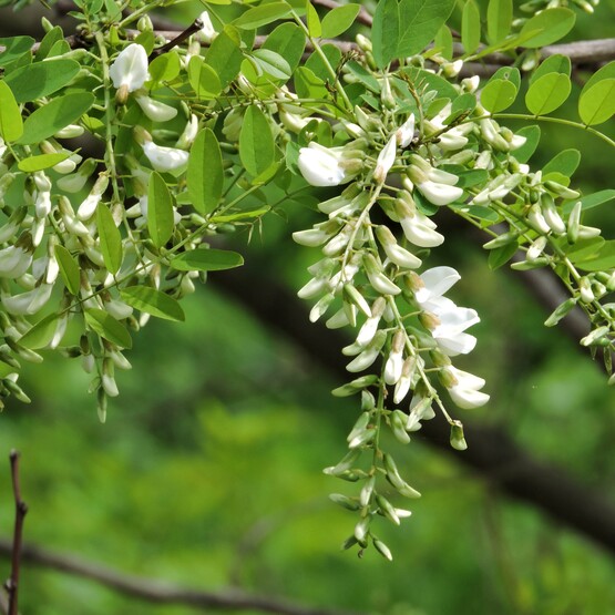 Blüte Robinie