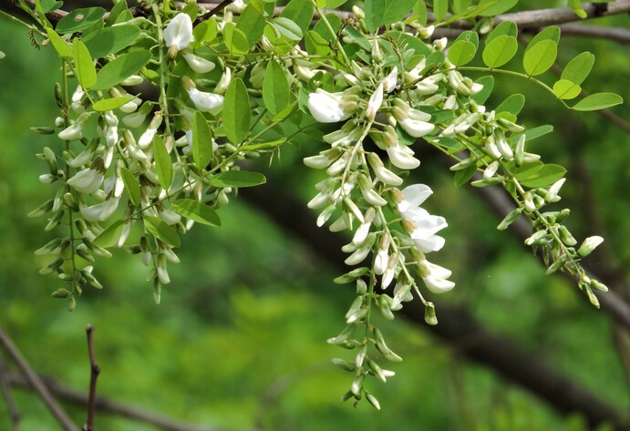 Blüte Robinie