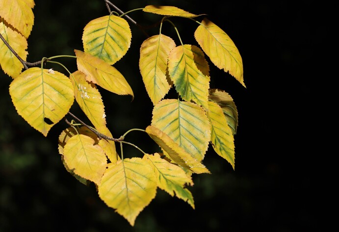 Birkenblätter am Baum