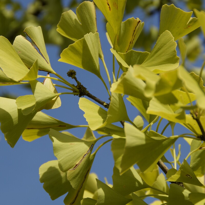 Ginko Blätter hängen am Baum