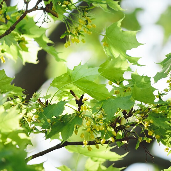 Ahornblätter am Baum