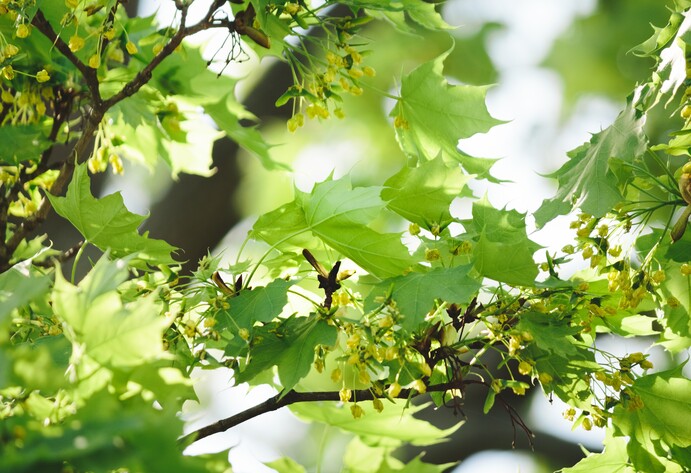 Ahornblätter am Baum