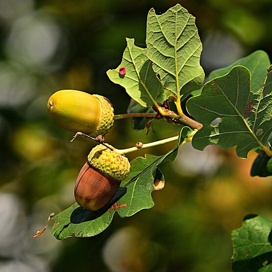 Blatt und Frucht einer Eiche