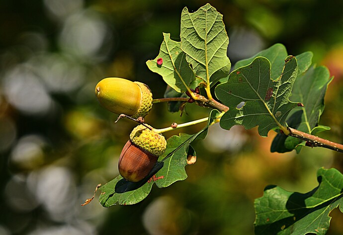 Blatt und Frucht einer Eiche