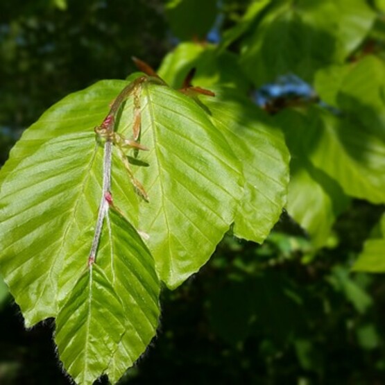 Buchenblätter