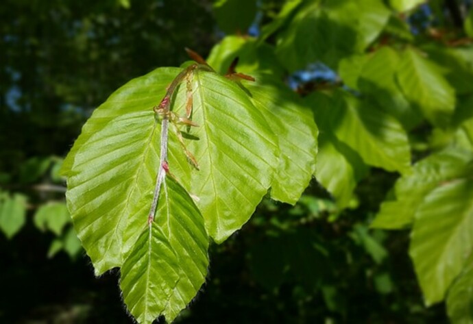 Buchenblätter