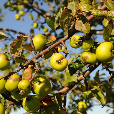 Wildapfelbaum Nahaufnahme