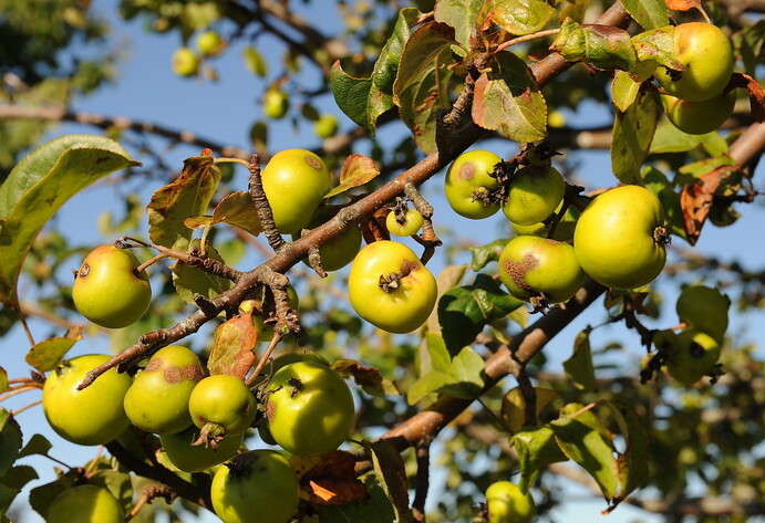 Wildapfelbaum Nahaufnahme