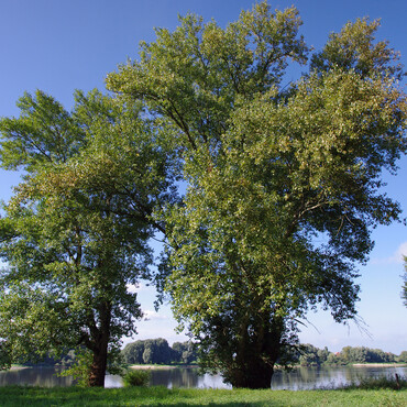 Schwarzpappel steht an See