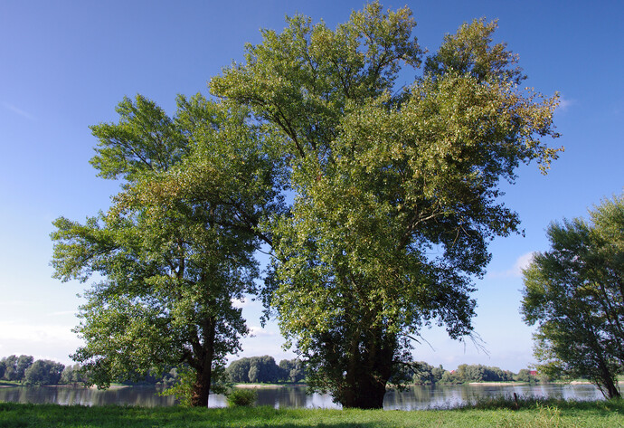 Schwarzpappel steht an See