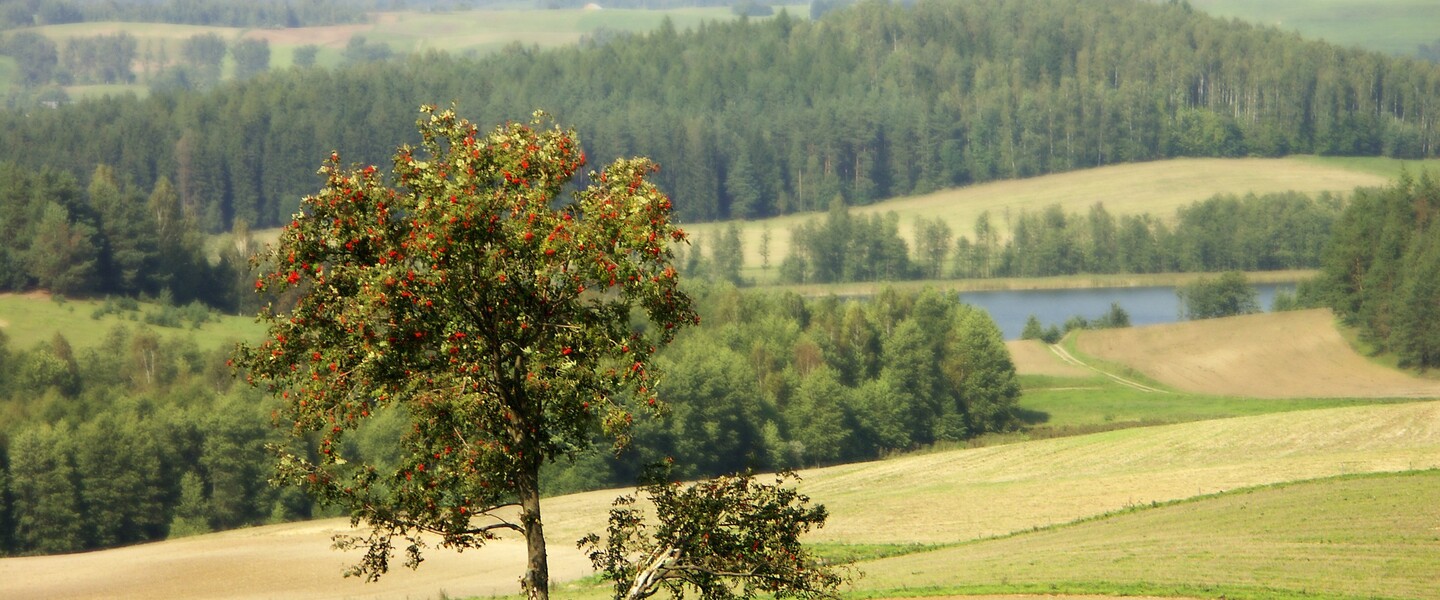 Einzelner Baum auf Feld