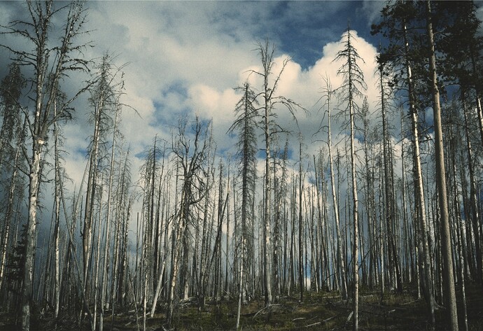 Abgestrobene Bäume im Harz